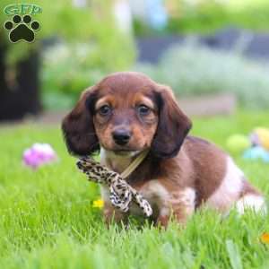 Tony, Dachshund Puppy
